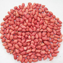 Les grains de poitrine de peau rouge chinoise